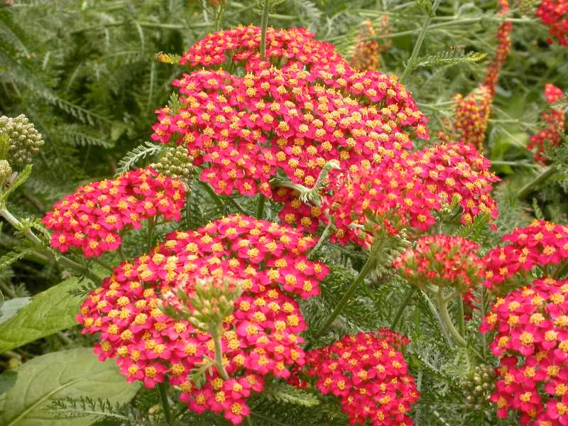 0d2e36158339f79ed3cb6c7a3deba410