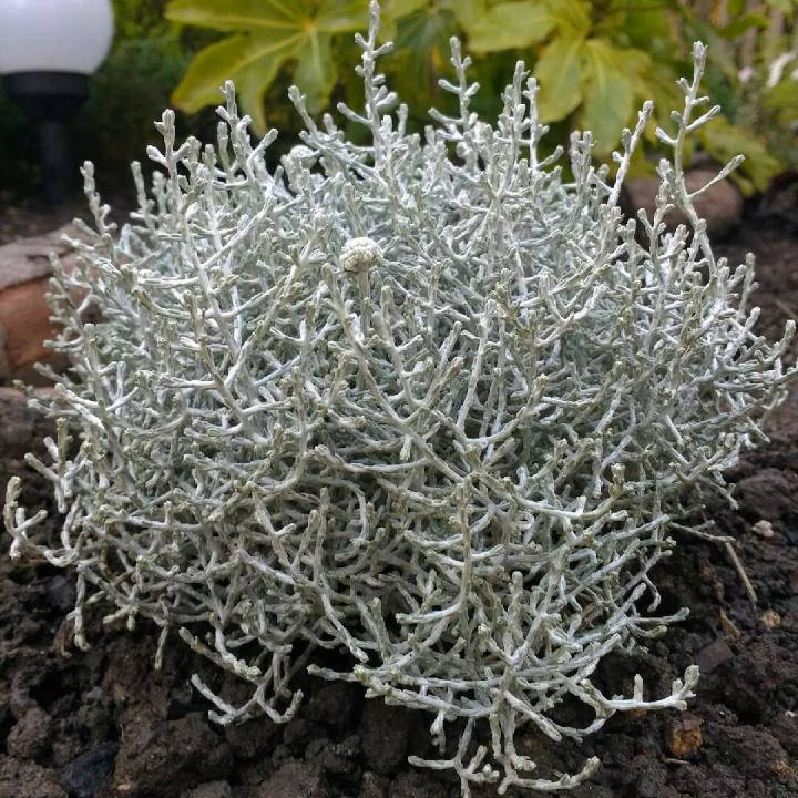 0d4a79c17cd50e3af5cc428277096738