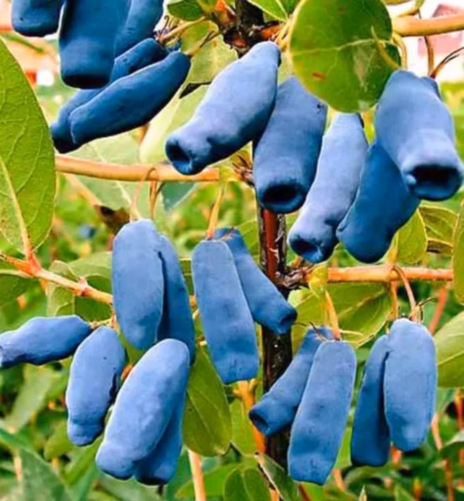 0d4aae3d788fcab3d3c8d8ba874c23bc