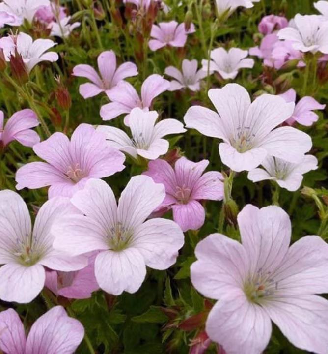 0d920cfe56e40d4cb9c40c4ab4a4a565