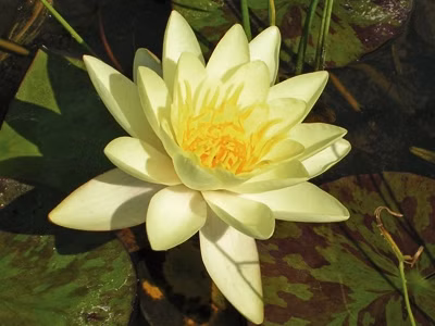 0dc708eac0a365ec9e49fa5dac5c5edf