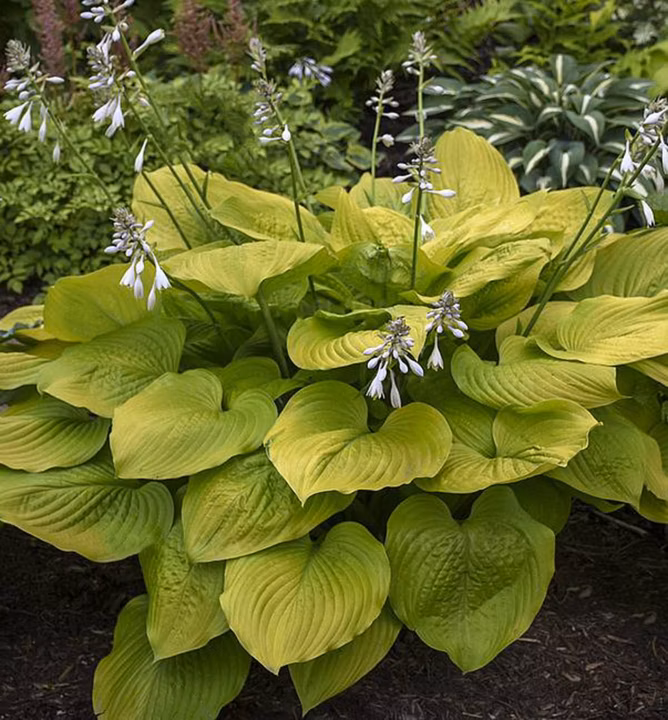 0df167a87a9874f1e13a81dba7c7012a