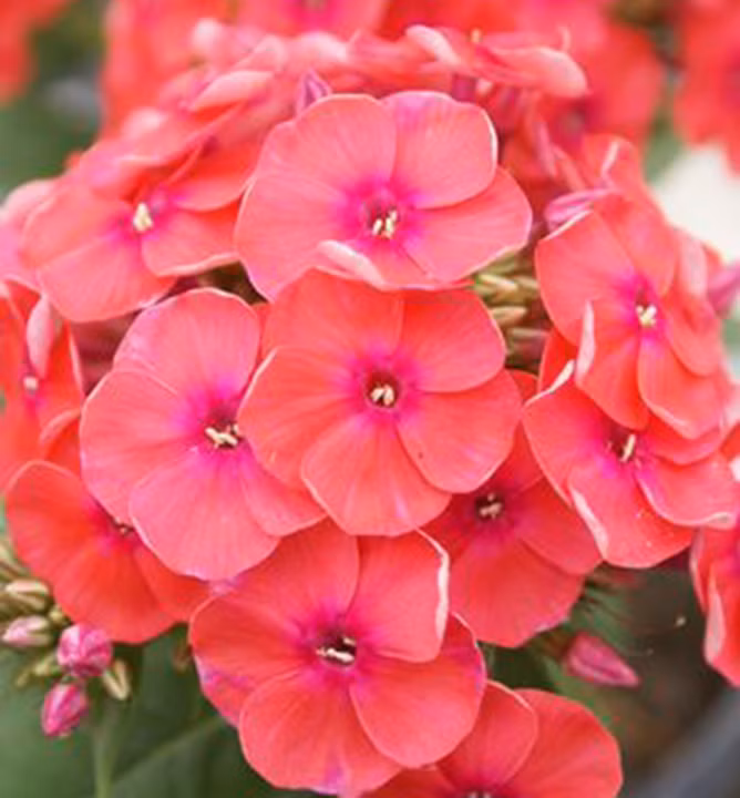 0df1a410f0873081f5ce56dd445b4825