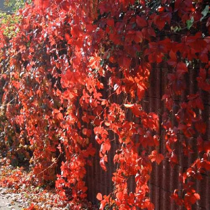 0dfbb87142ae41298ee6d4564aedc651