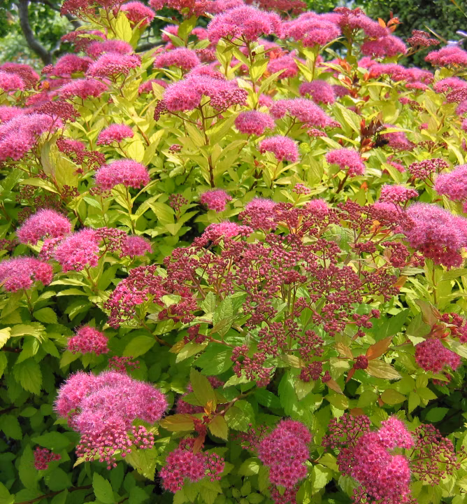 0dfd7d2296a5b150bc984c2484b7b567