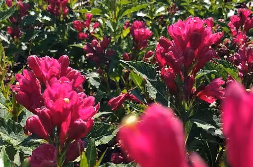 0e14d703ed75d280823ab4c4463e5cf6