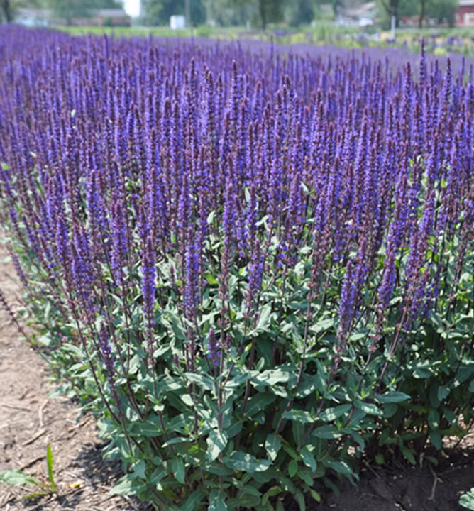 0e4e7a3387f13d8113ce676615412969