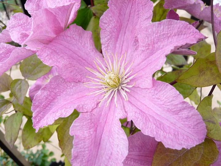 0e5dff900fa15009a179a178277065d5