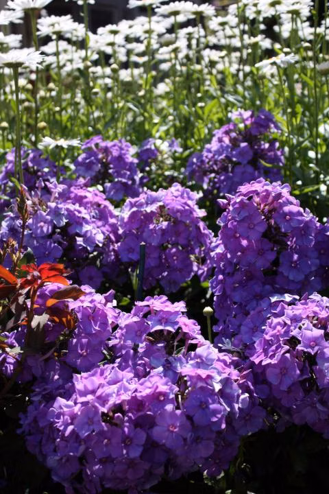 0e651308a0419c9cca142b5dcfb2693b