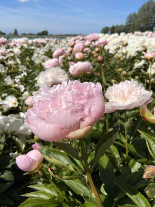 0e846c2260fff3ba1789d1415736786b