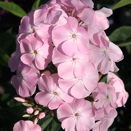 0ec26abc121f65b56be486588e36b605