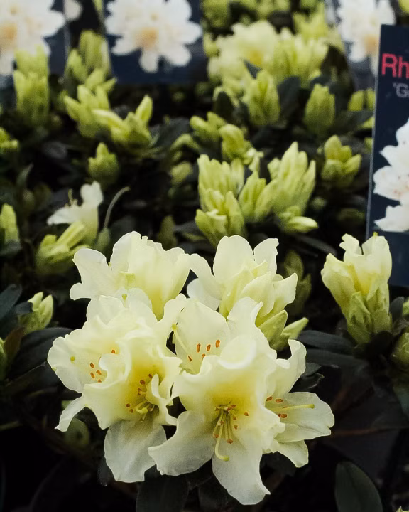 0ece2208a0b05b9947b9e81eb779d756