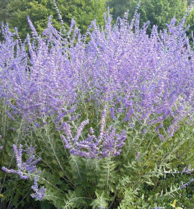 0ef3ac20408da700610b66a2250ec49d