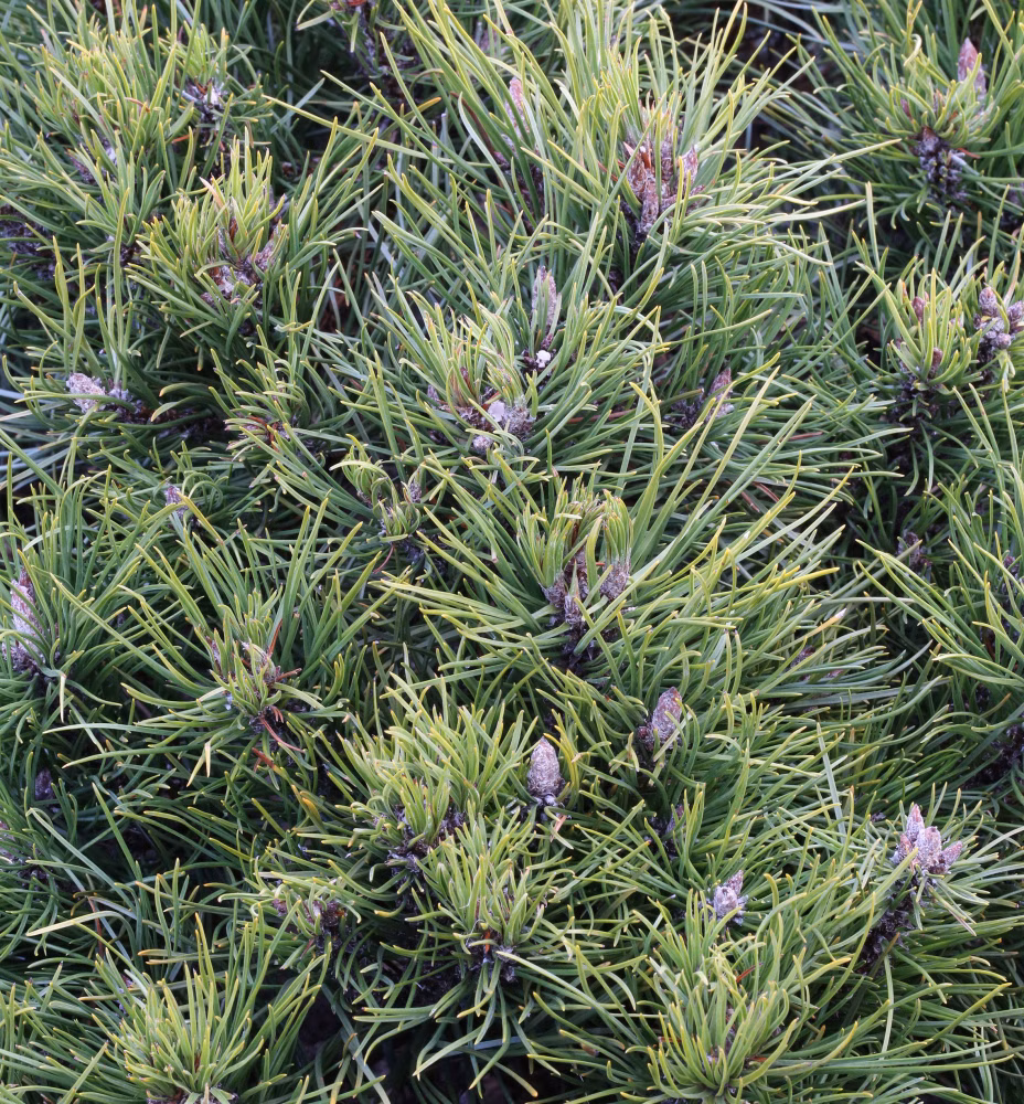 0f1d65ed01da788e50ead450ab02271a