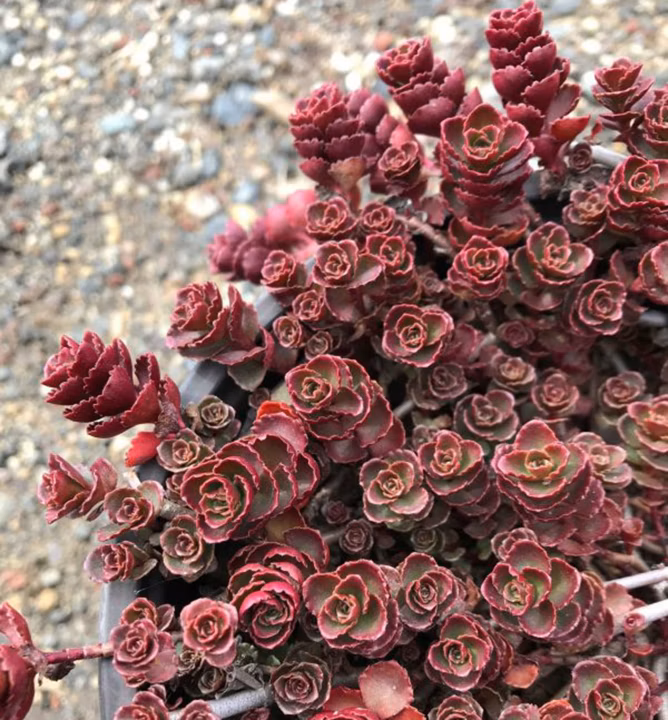 0f357d14a562731e71b77351d0e08534