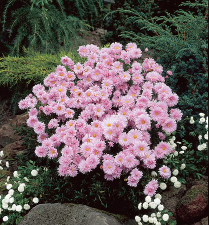 0f871e4a99dfd374faa3f91e8b4a0eb8