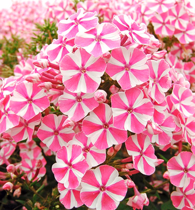 0f94cdf1ede43b64c8a882c2dbf56714