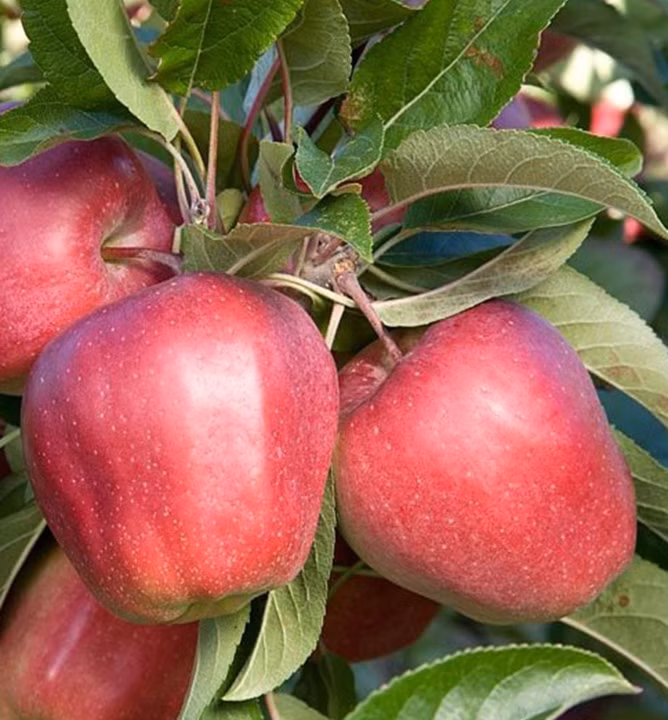 0f9ebe816f8cdd1325afa45bc1158c9e