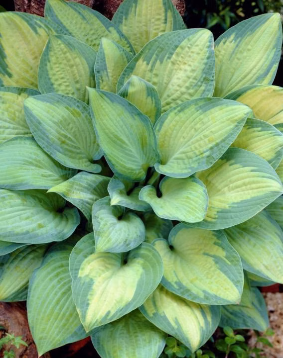 0fdf731f622b41b3217c080e94426deb