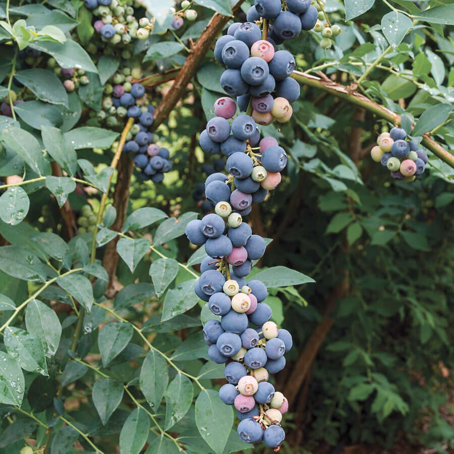 0fed4da7ea36a8c4056516c4cfdd7ecb