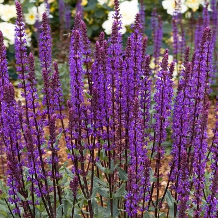 10168c837859bf9a00e86c2c94f55fc1