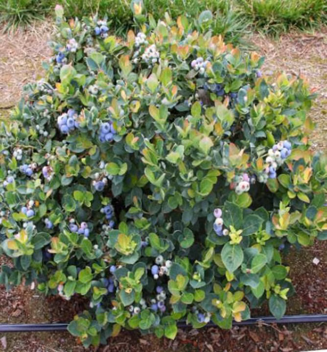 1024afb598613e0430b5e3478991f624