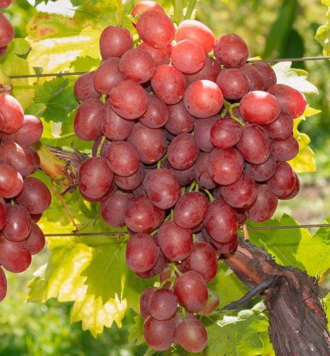 103f70fb5569bbe23e0a683888301028