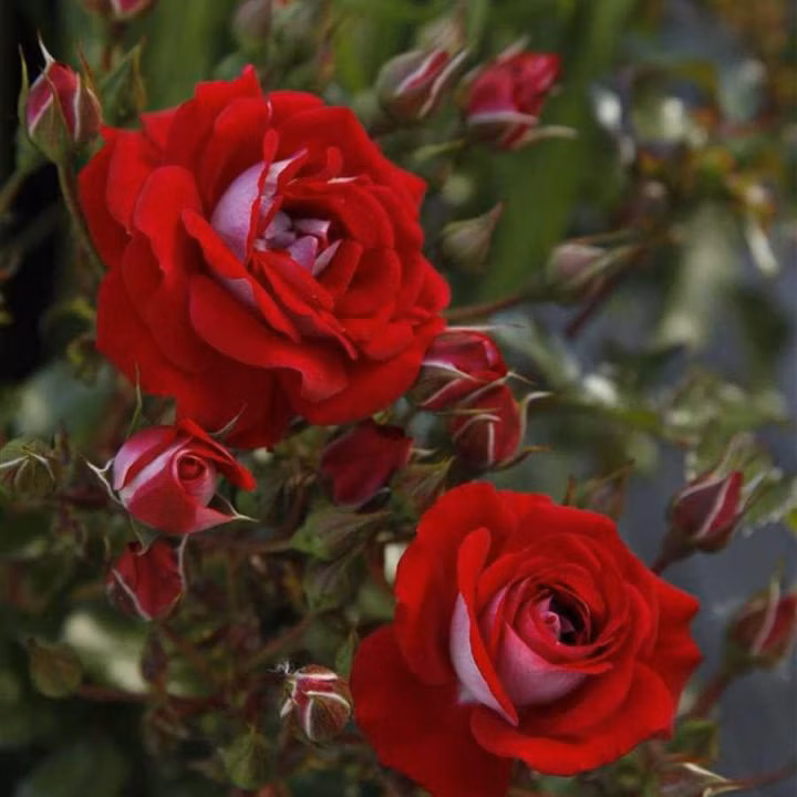 10506f056dc0a4d76f45ebaabd257f97