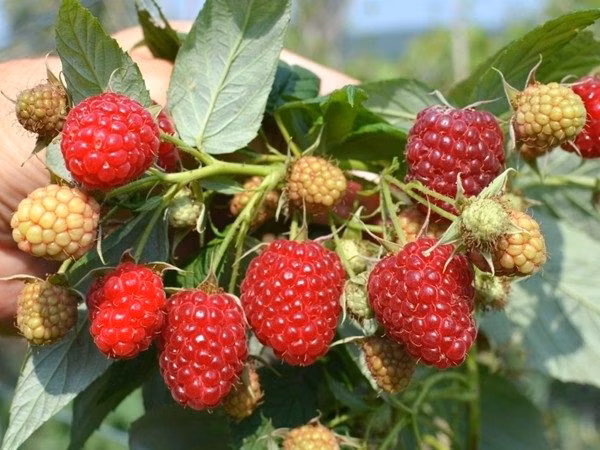 107acfe664a34258a3791003776f3270