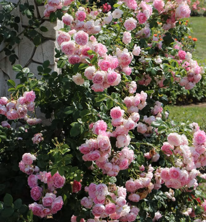 107ff39078762b423e72abd88684f256