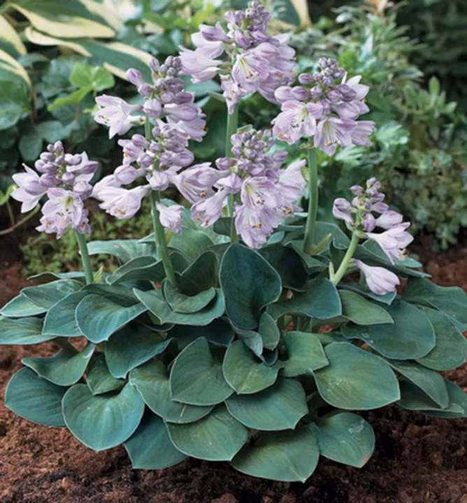 10811e7f82094bfcebb88287e9b17b95