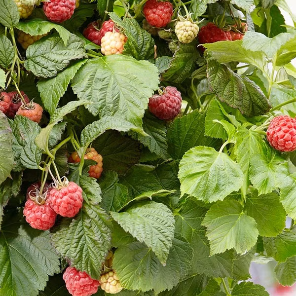 108573d90aa02564c80ee654551648f1