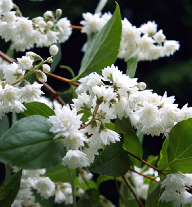 10a782861c76550e4c65340043a581b4