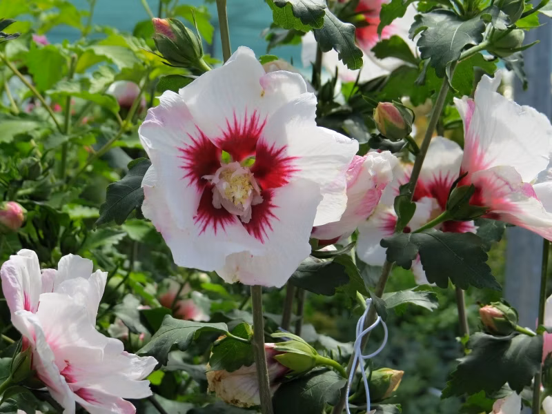 110543868c7a0100bdc346f0aaaf22ea