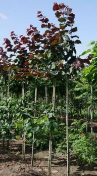 110939d5636690cf58fa336863450e28