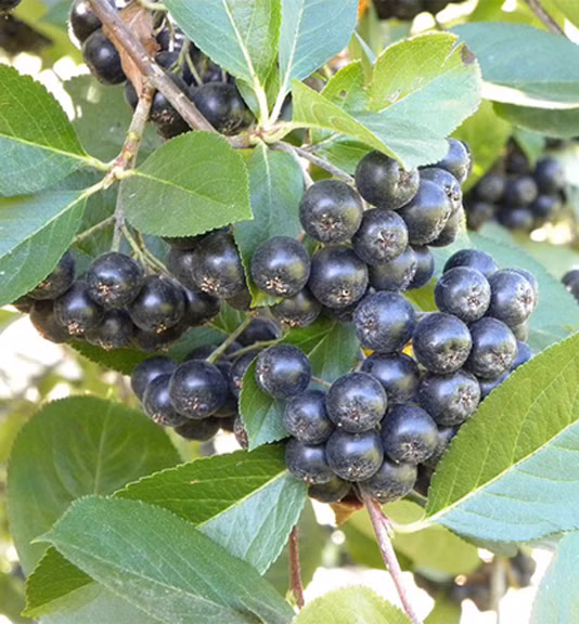 114a340d9b351ab3881b7989e849a1d1