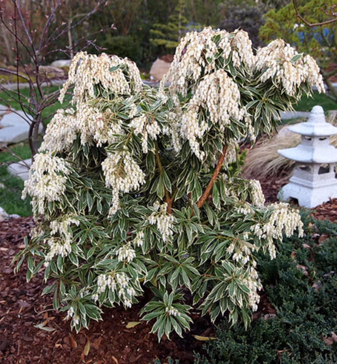 115988f00395f69e2dc3c538aeed142f