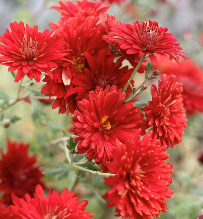 11797a5ac08d50485fad05de6f01924d