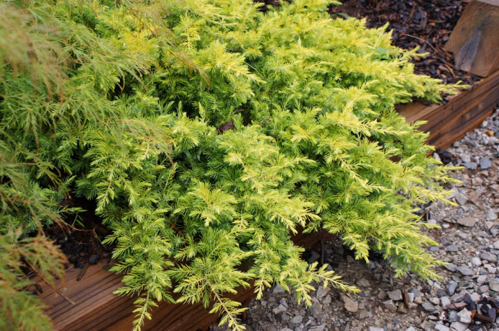 119f615c07759ba6cdb6bda86fb33ce4