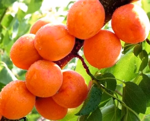 11bd5b78029f88ca5c0a49428c9548e5