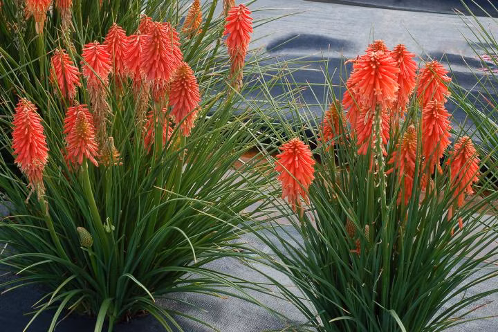 11ddce3fb5fd1d132a051d44f0e84a0a