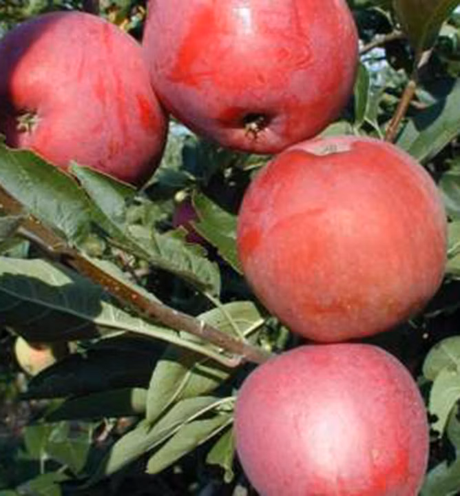 11e95d4eed6d66ae43ab7f52ffd0f9c1