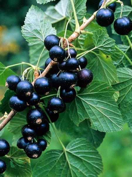 11eb7e7383b9a53b006739a1e007b615