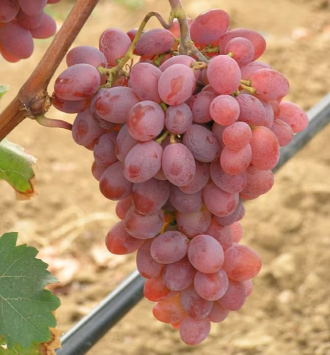 11ee35b75c6e4861914df2b943e6989d