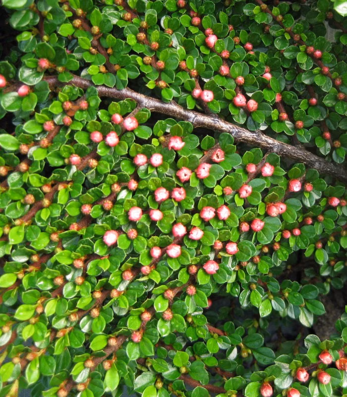 12257615c5ec93d2a4f1275915b35b2e