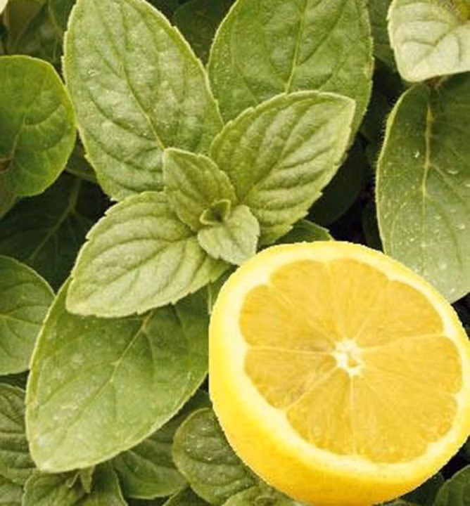 1257baa1c337f91886335e51cdf43b82