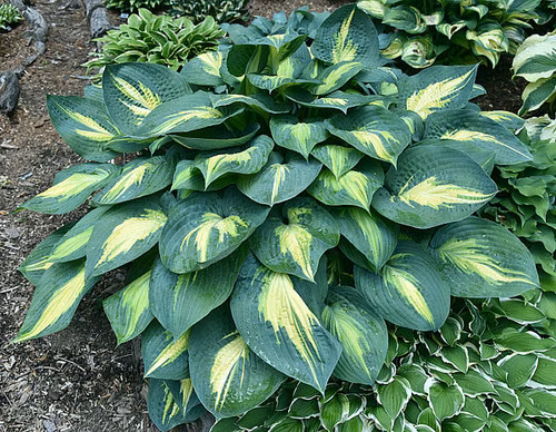 12592e9b9136889edac4dff7e0890234