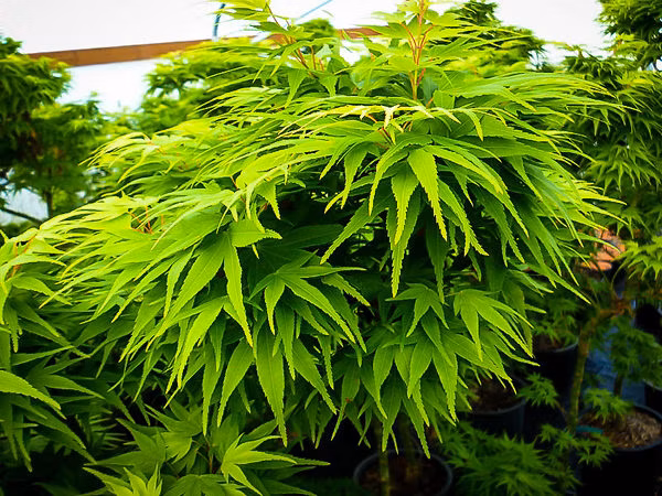 127aa0c97a31f9ff7e5e8afd061c0961