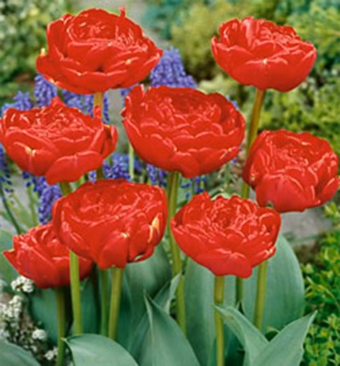 12915ceb7ce2ffb1497fcb637b9dc1db