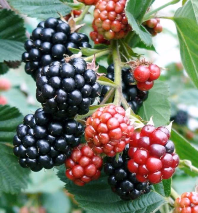 12a0302228022ffdac33250410db4cec